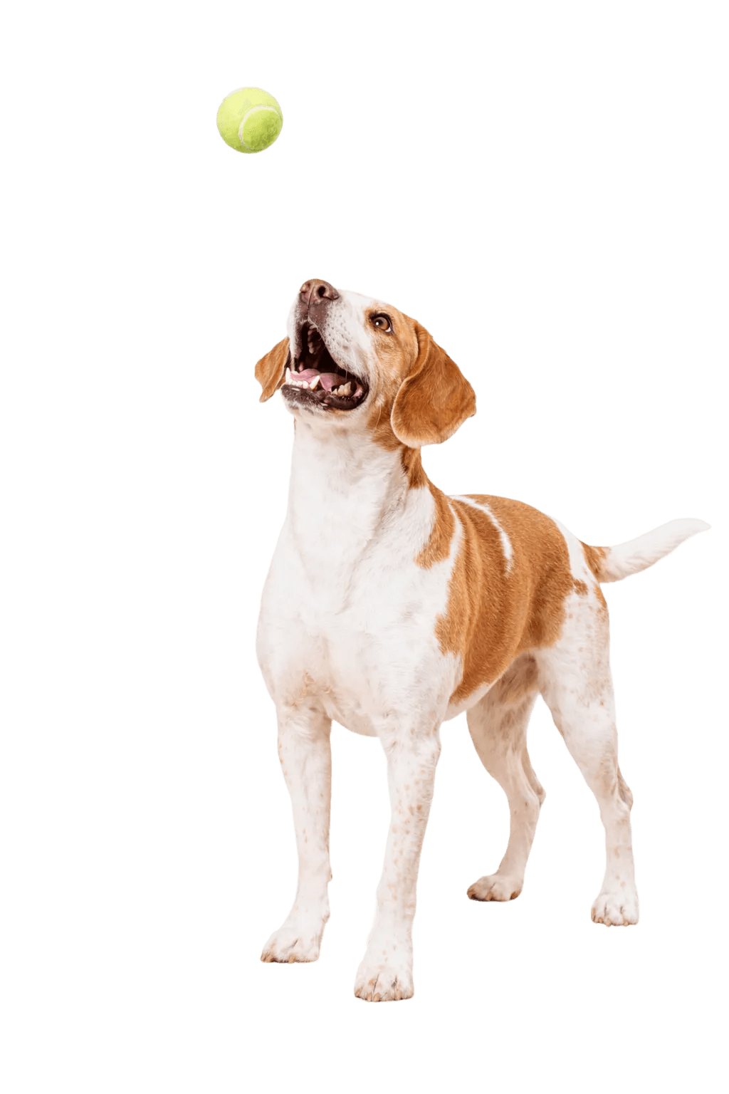 Perro feliz acompañado por su familia