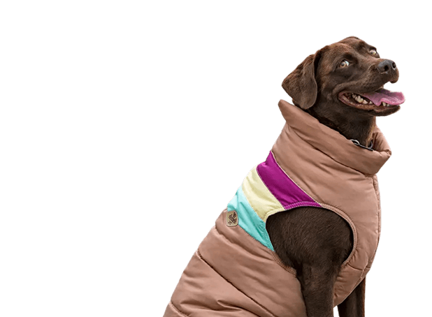 Perro marrón sonriendo