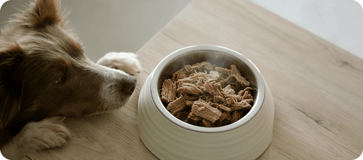 Alimentación saludable en perros