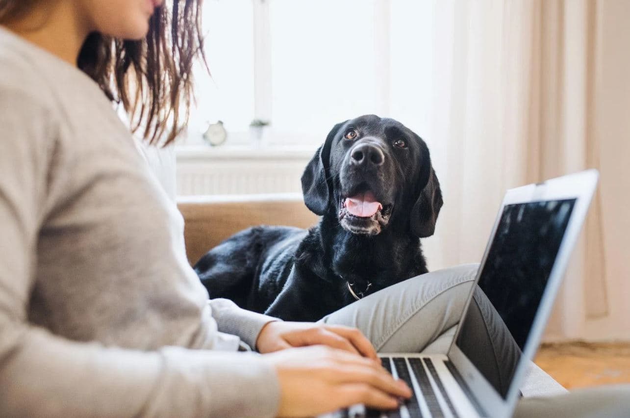 Curso online de entrenamiento canino inicial