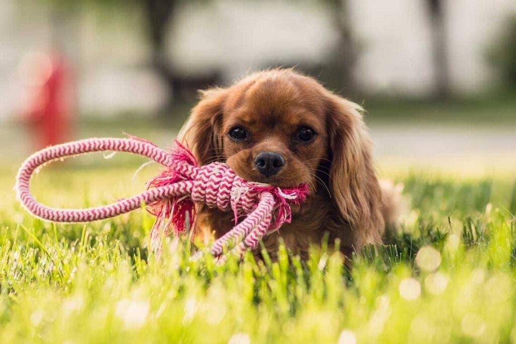 8 juegos caseros para perros