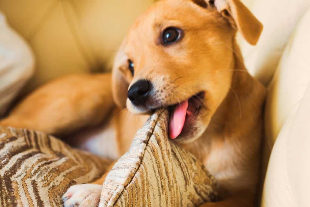 A qué edad se calman los perros