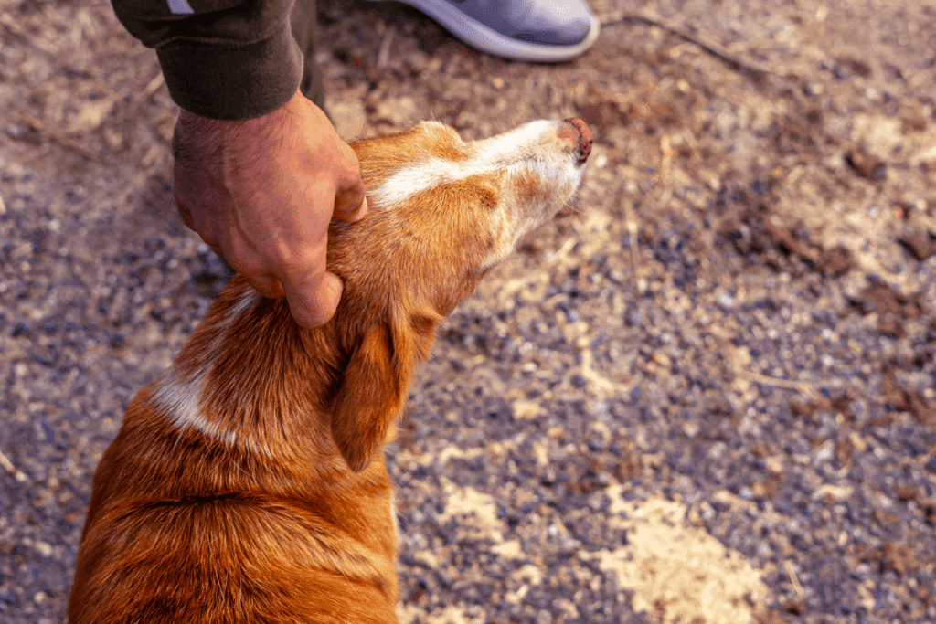Acariciar perros desconocidos ¿Está bien?