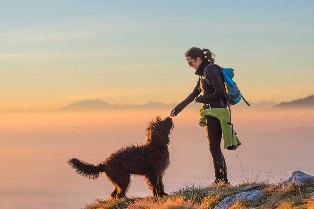 ¿Qué es el adiestramiento canino en positivo?