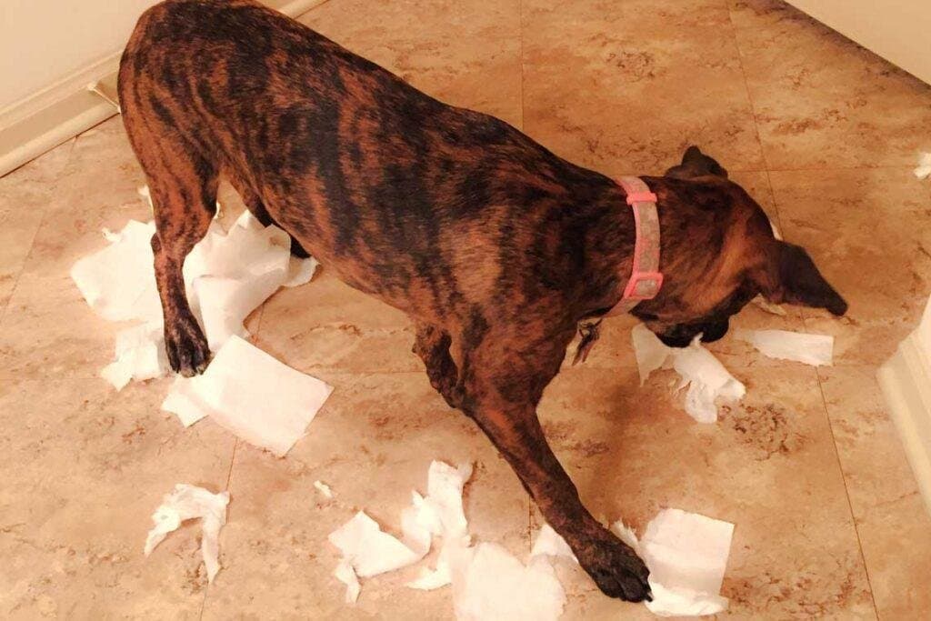 Síntomas de ansiedad en perros