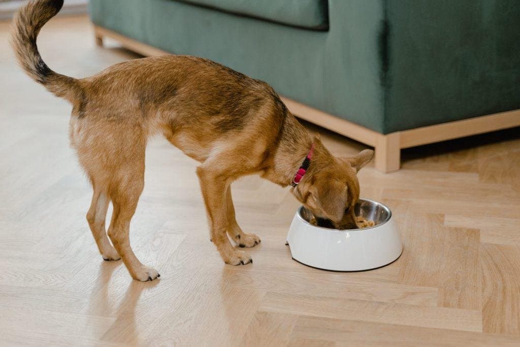 Los beneficios de una alimentación natural en perros que seguramente no sabías