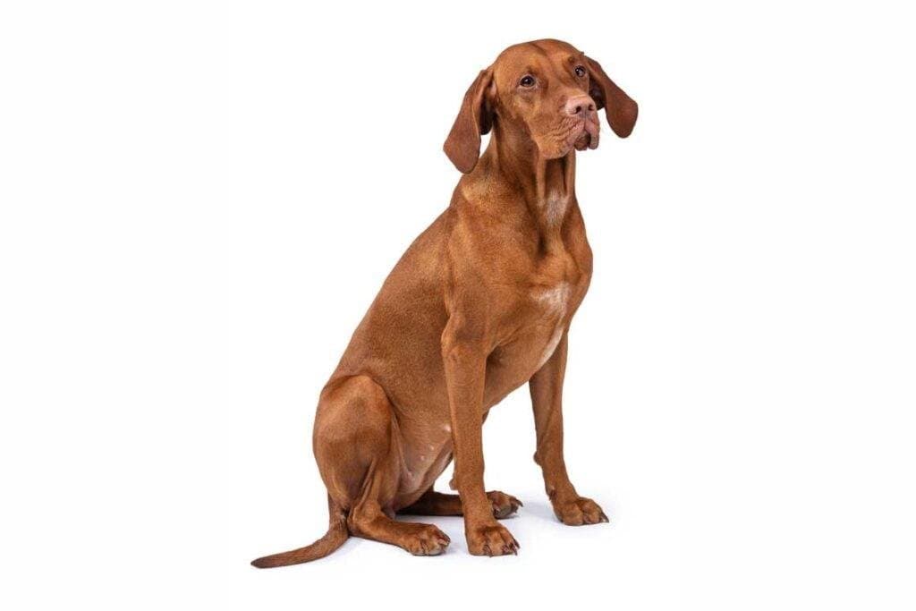 Braco húngaro o Vizsla