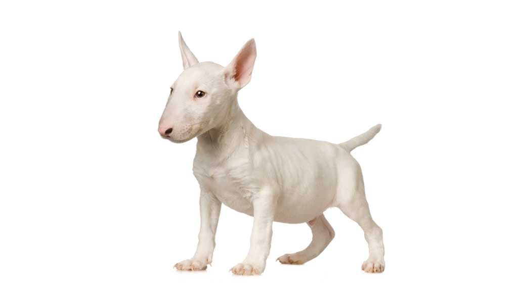 Bull terrier inglés