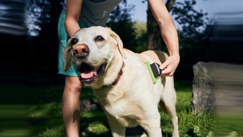 Cómo hacer para que mi perro me deje cepillarlo