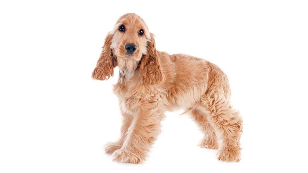 Cocker Spaniel Inglés