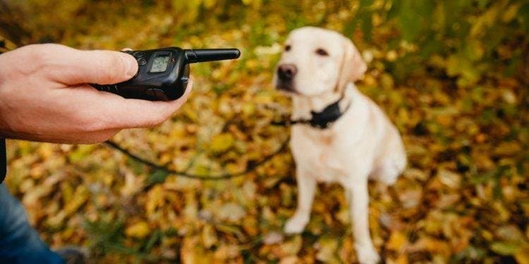 Collar eléctrico para perros ¿Es recomendable?