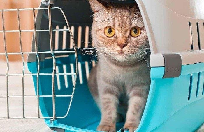 ¿Cómo acostumbrar al gato al transportín?