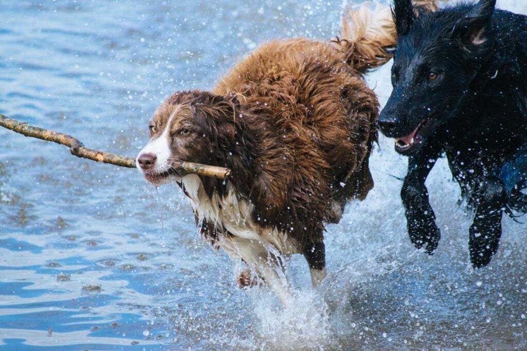 ¿Cómo cansar a un perro?