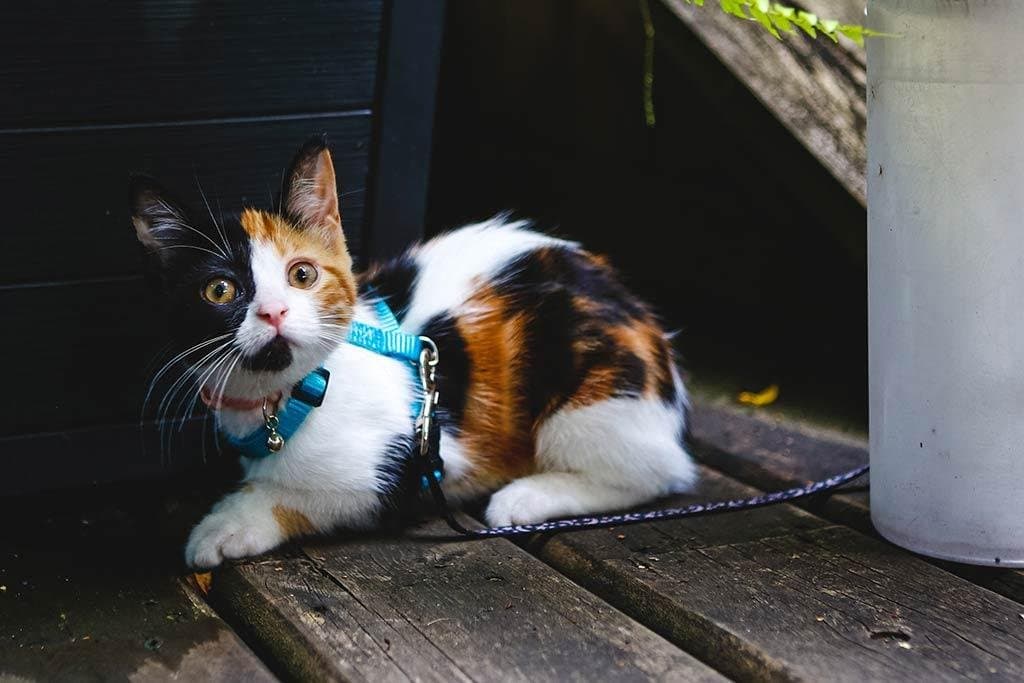 ¿Cómo enseñar a un gato a pasear con correa?