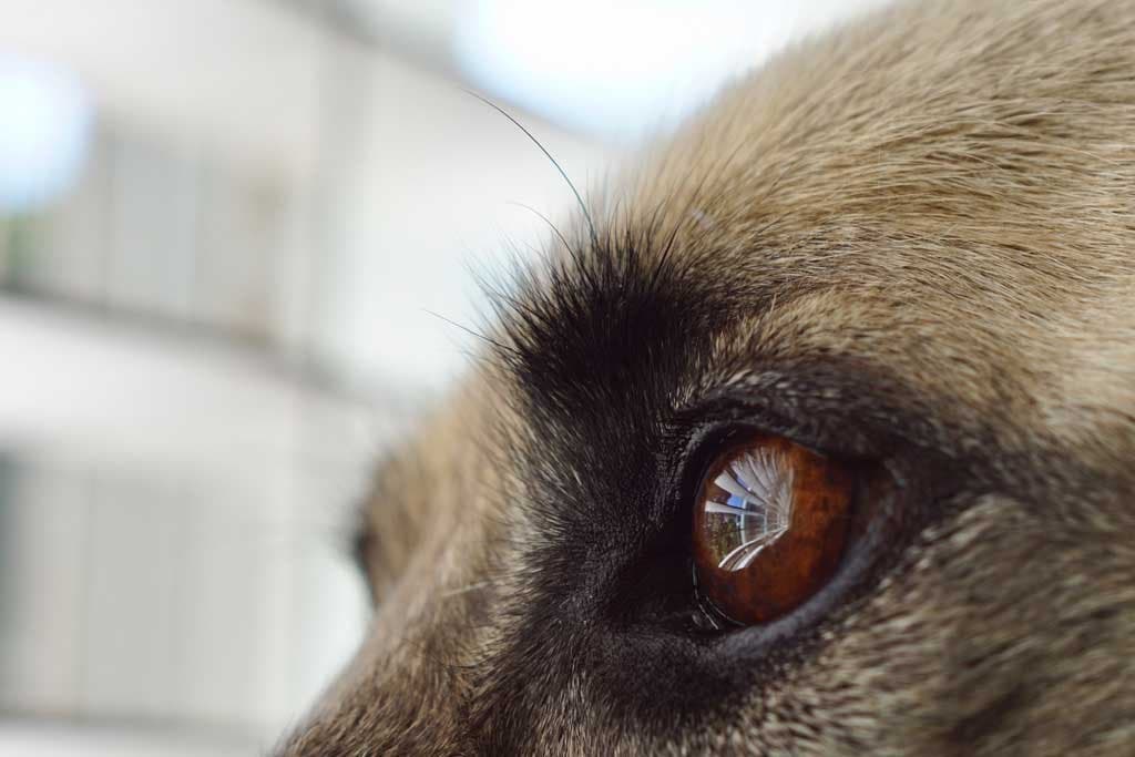 ¿Cómo educar a un perro ciego de adulto?