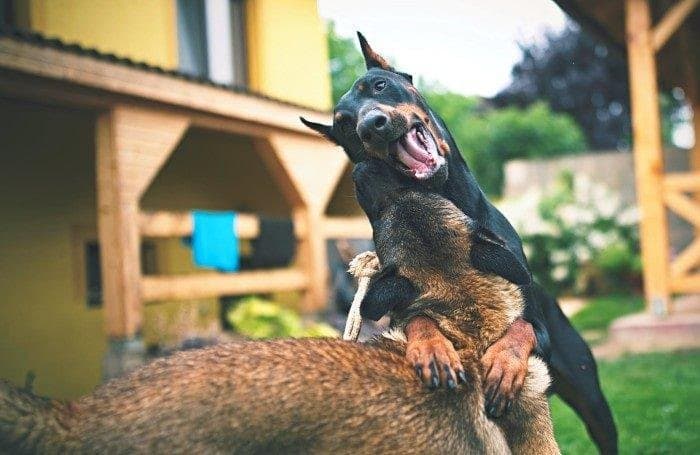 Cómo hacer que dos perros se lleven bien