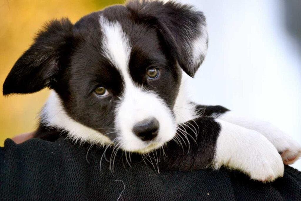 Cómo hacer para que el cachorro haga pis y caca donde corresponde