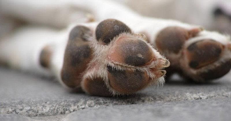 Cómo lavarle las patas a mi perro