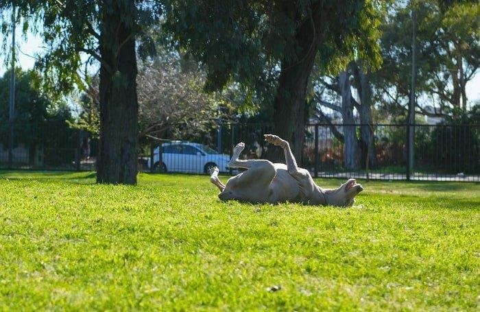 Cómo lograr que tu perro se relaje en el parque