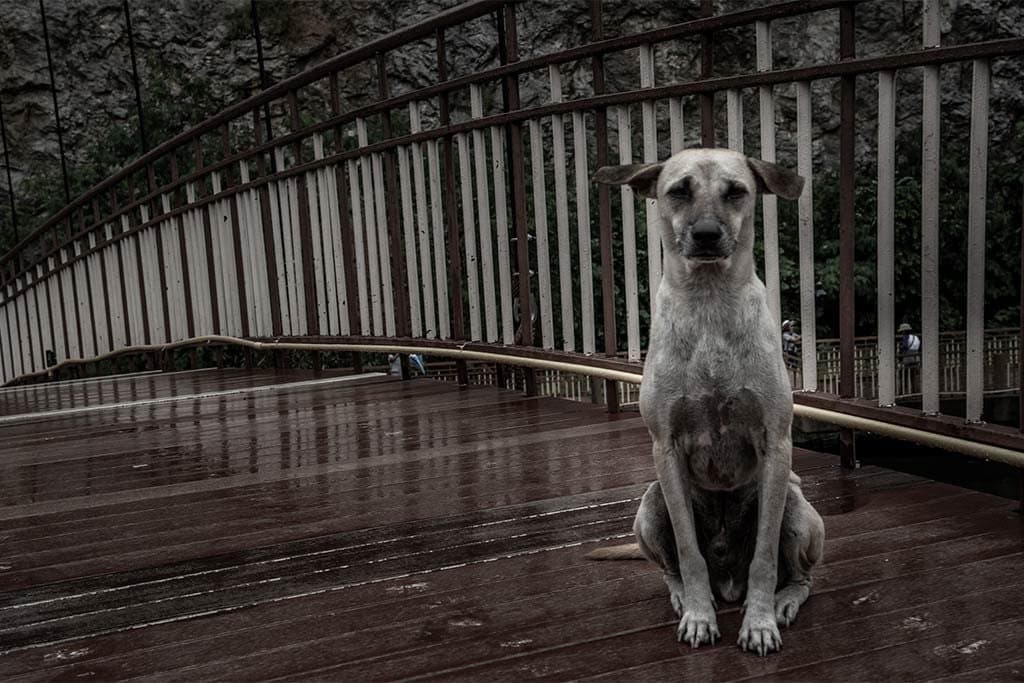 ¿Cómo me acerco a un perro desconocido?