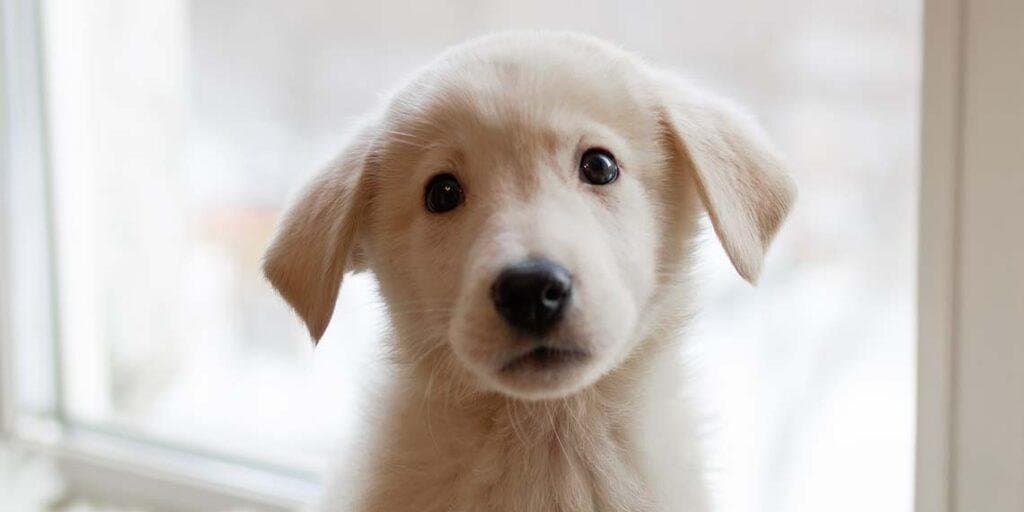 ¿Cómo me acerco a un perro miedoso o asustado?