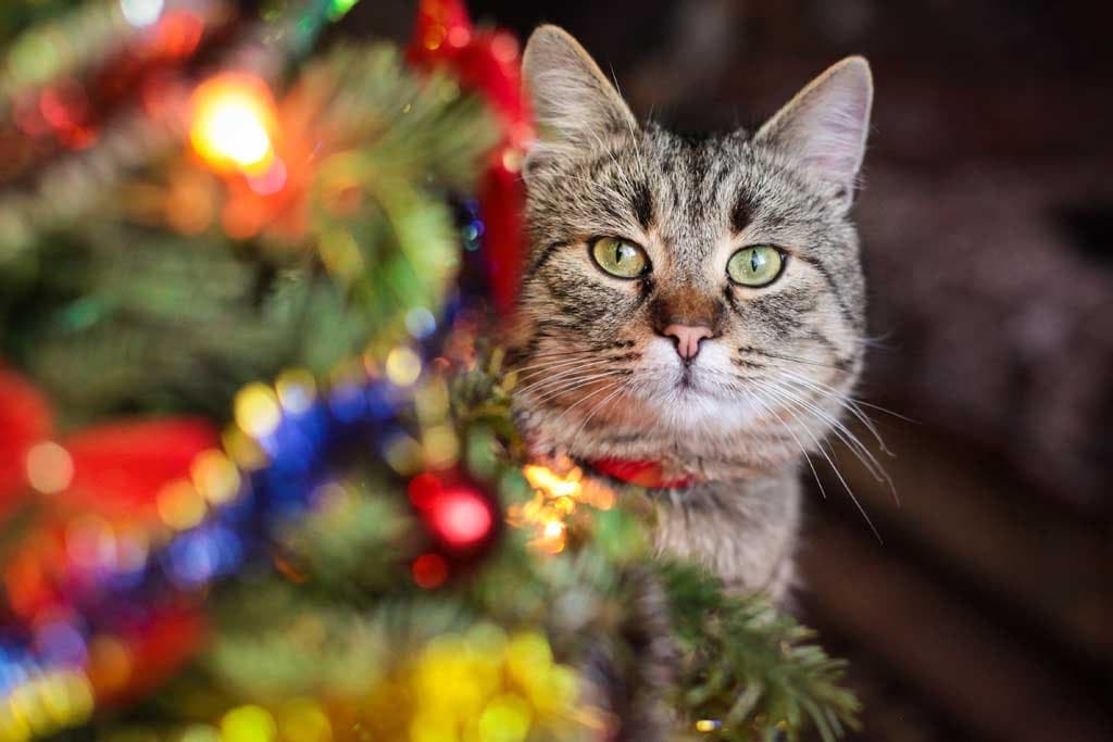 Cómo preparar a mi gato para las fiestas con pirotecnia