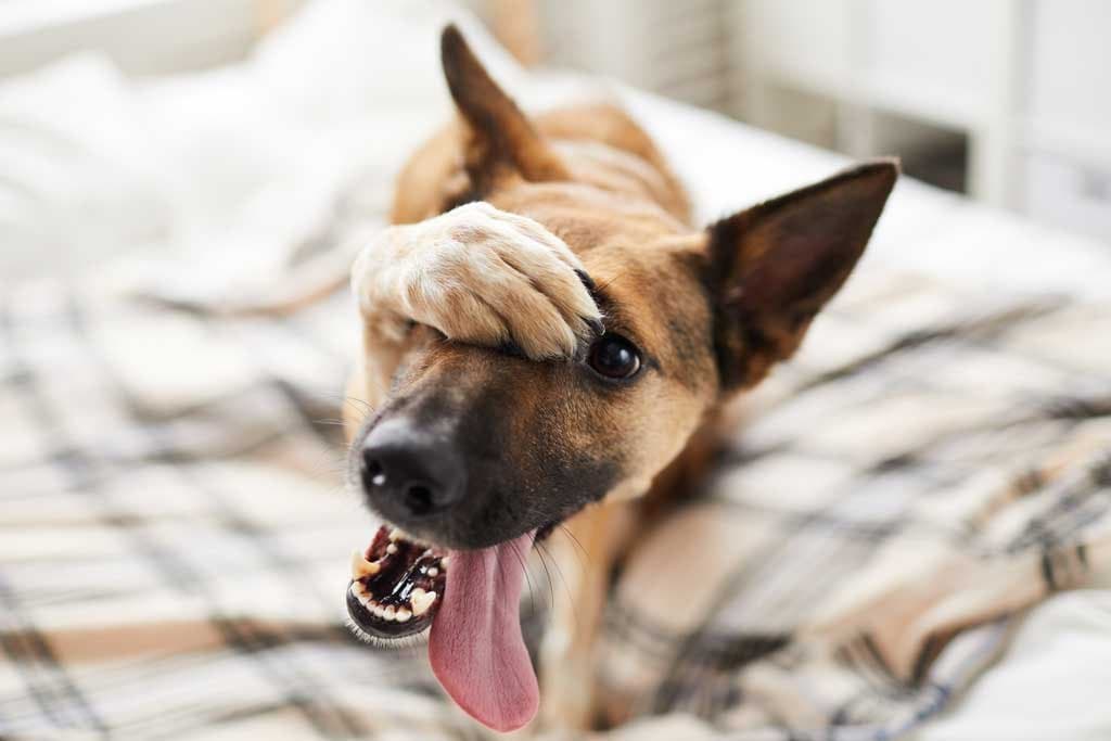 Mi perro tiene miedo a la pirotecnia