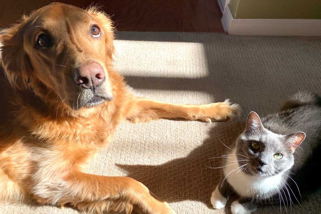 ¿Cómo presentar a un perro y a un gato correctamente?