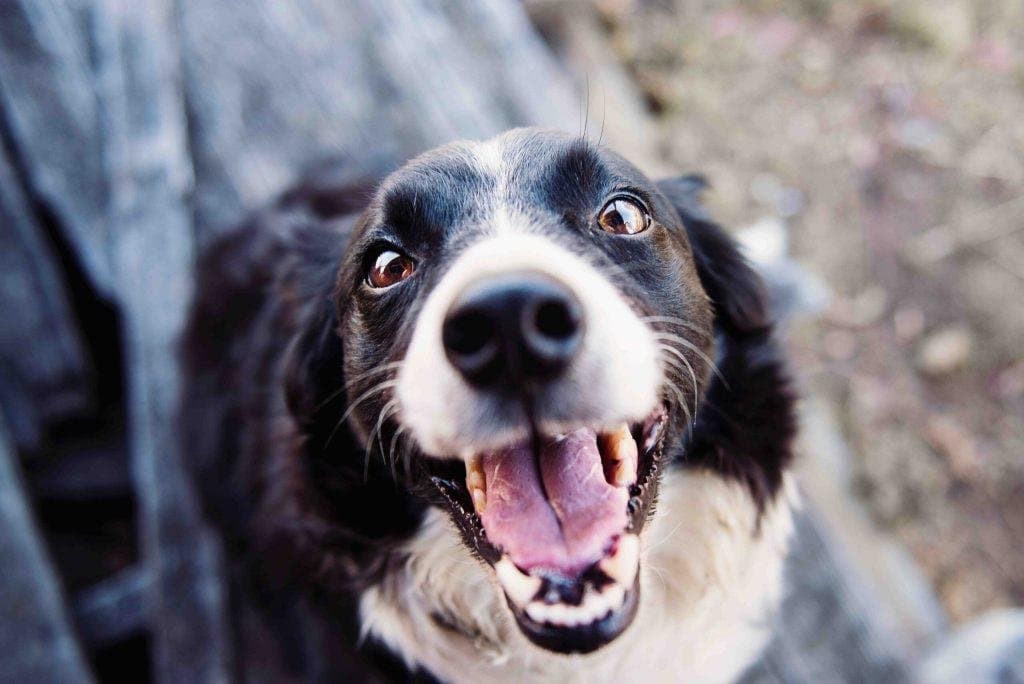 Cómo saber si tu perro es feliz