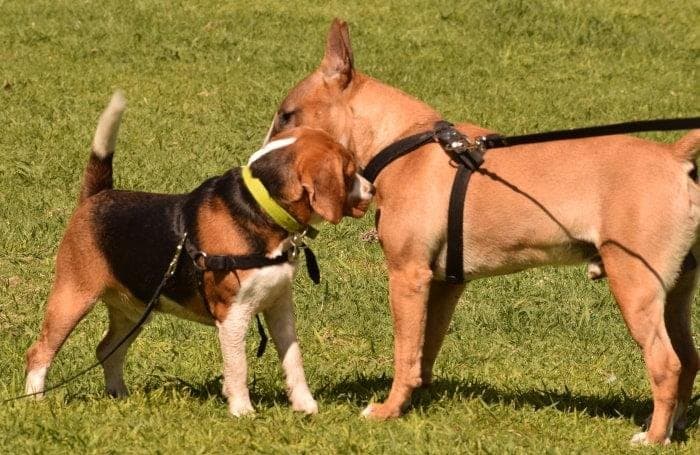 Cómo se comunican los perros
