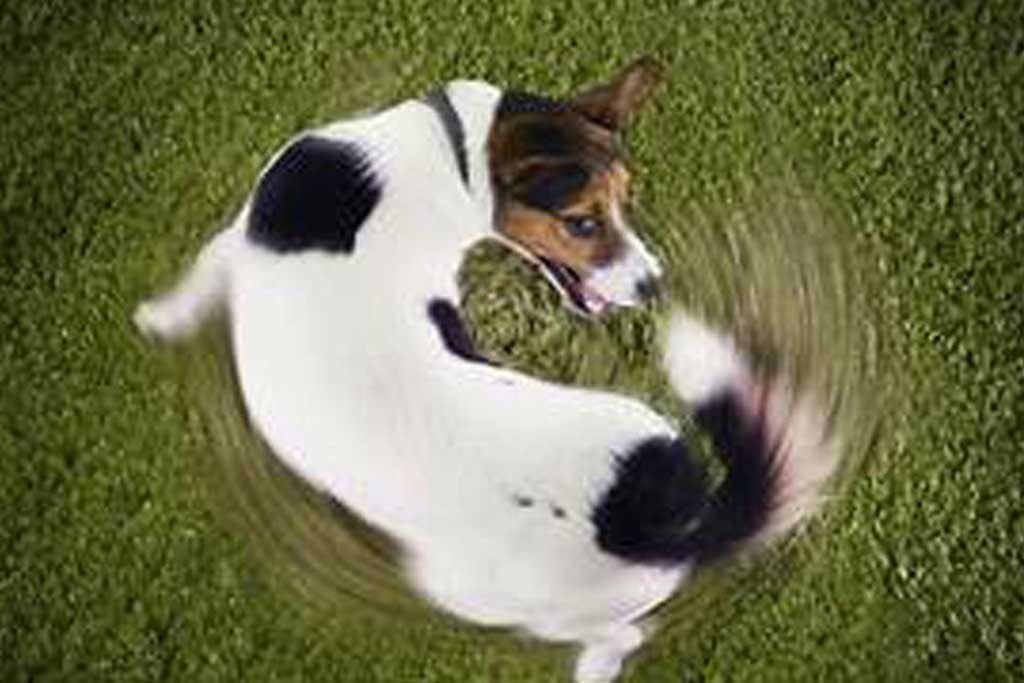 8 conductas compulsivas o estereotipias en perros