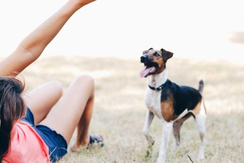 5 consejos para relajar a mi perro muy nervioso