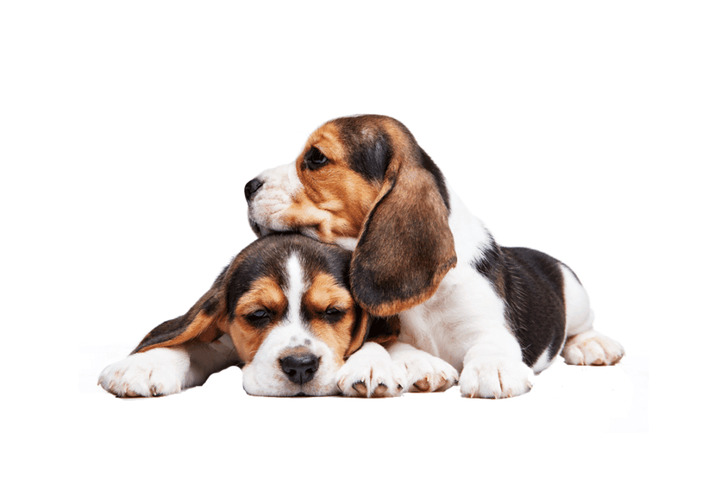 ¿Cuales son las mejores horas para pasear a mi perro?