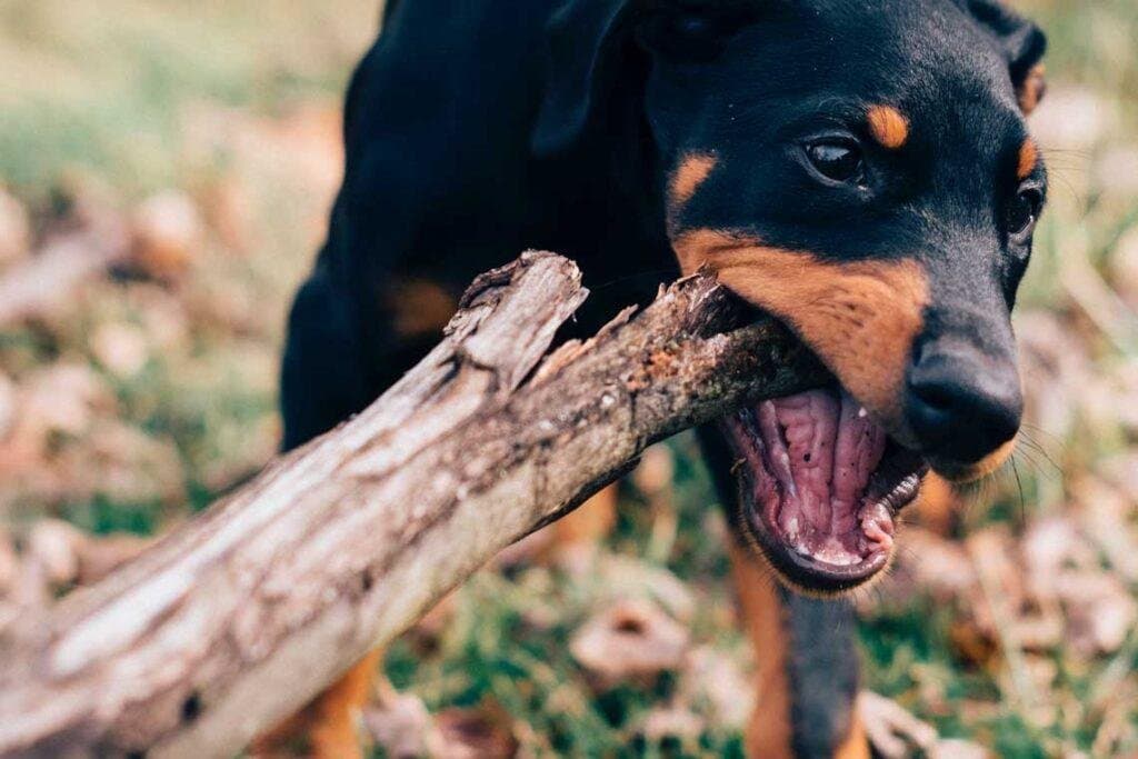 ¿Cuándo los perros dejan de morder todo?