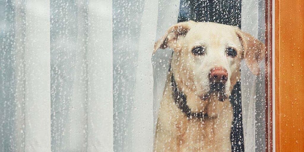 ¿Cuántas horas puede estar solo un perro?