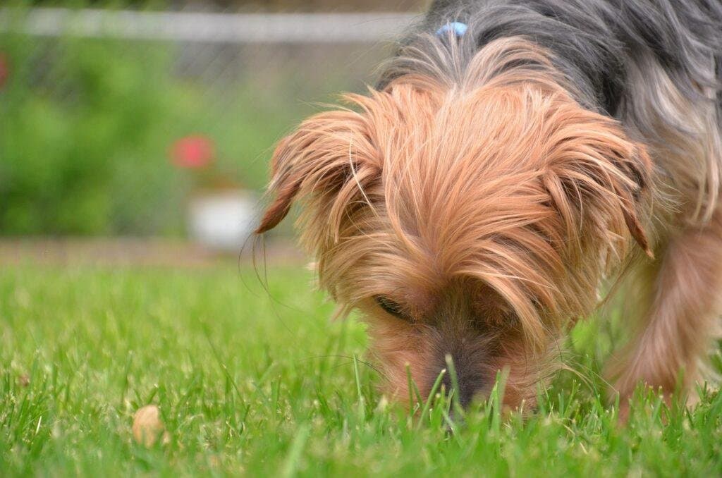 Oler para creer: los 4 motivos por los que debes dejar que tu perro olfatee durante sus paseos