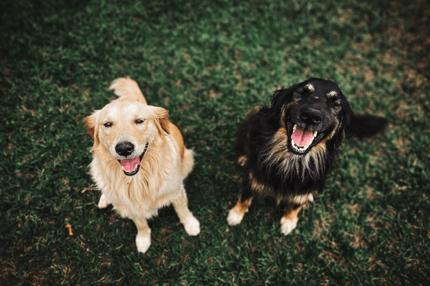 Descubriendo la sonrisa canina: Cómo la expresión facial de los perros revela su estado de ánimo y emociones