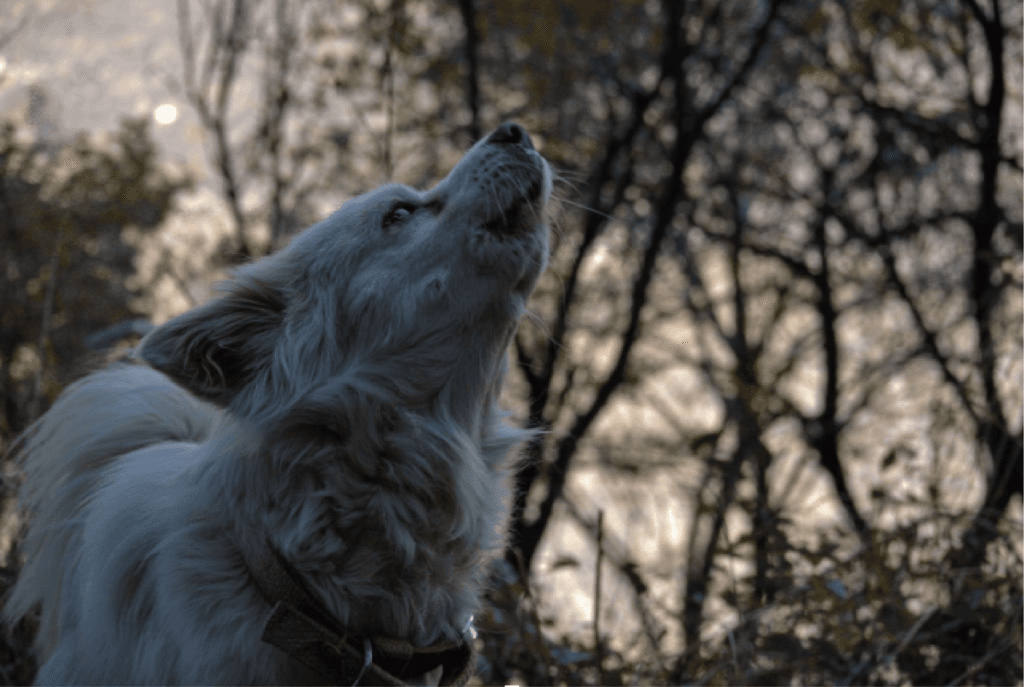 El misterio del aullido canino
