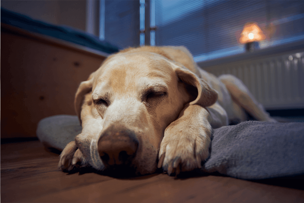 El Sueño del perro