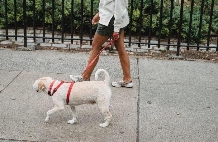 ¿Es necesario que mi perro tenga una rutina?