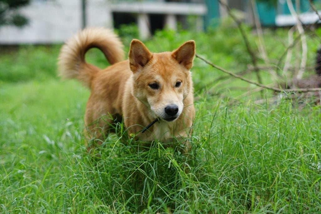Comer pasto, ¿es seguro para los perros?