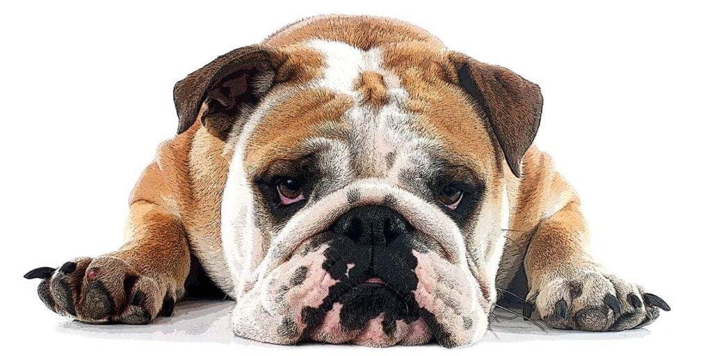 Signos de estrés en perros
