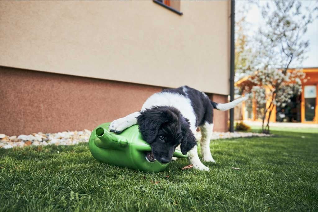 Evitar que mi perro destruya el jardín