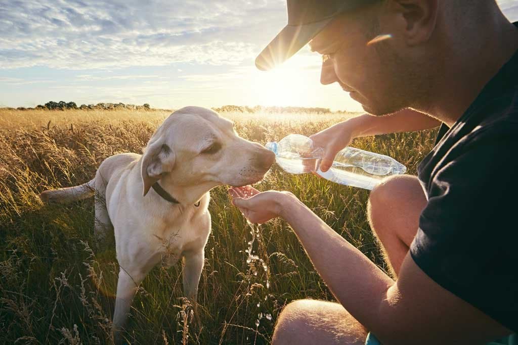 Golpes de calor en los perros