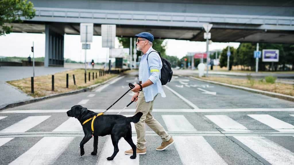Habituar al perro al pretal