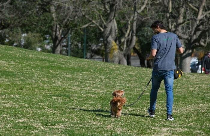 ¿Por qué no hablarle al perro durante el paseo?