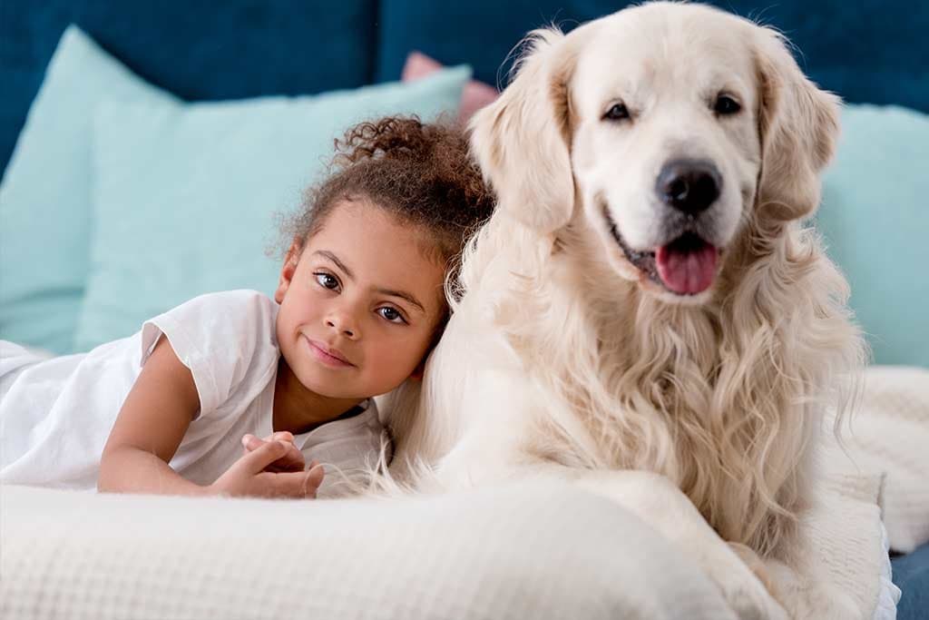 Importancia de dimensión emocional en perros