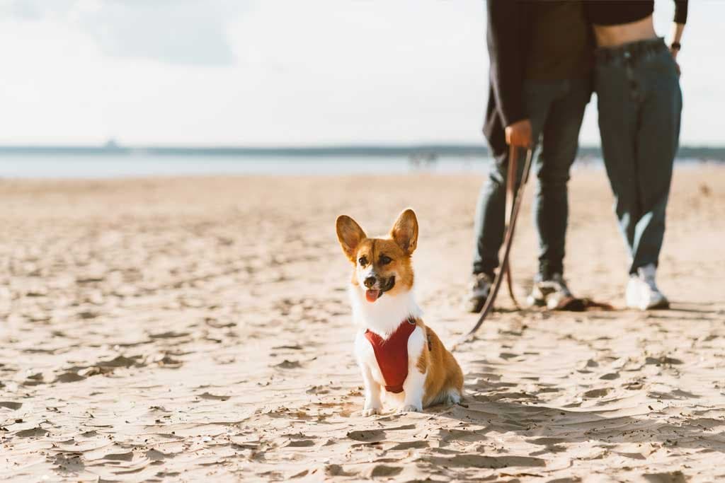 Ir con mi perro a la playa