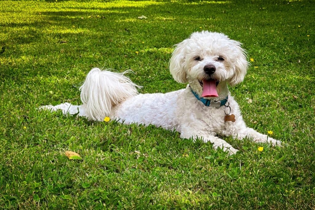 Jadeo canino: ¿Cuándo preocuparse? Identifica los síntomas de jadeo excesivo en tu mascota.