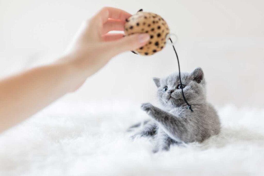Jugar con mi gato ¿Cómo?